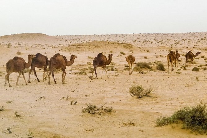 4 Days Tunisia Discovery Private Tour - What the $1,410.26 Price Covers