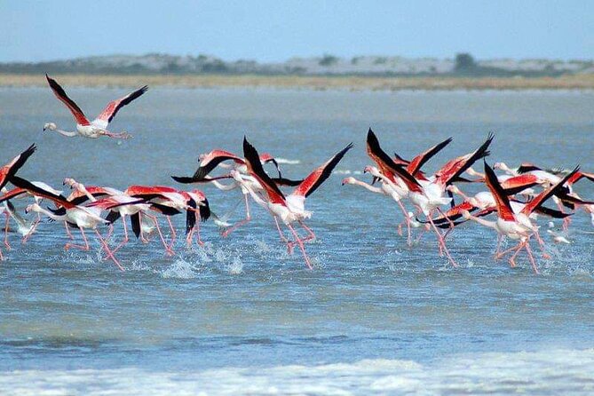 7 Day Guided Tunisia Tour Including Pickup - Day 5: Sbeitla and the holy city of Kairouan