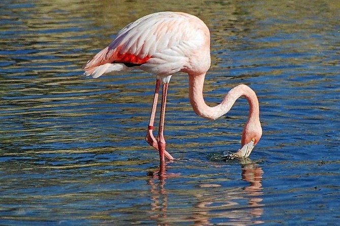 Djerba Flamingo Island Pirate Boatrip - Trip, Lunch & Pick-up - Music, games, and dancing after lunch