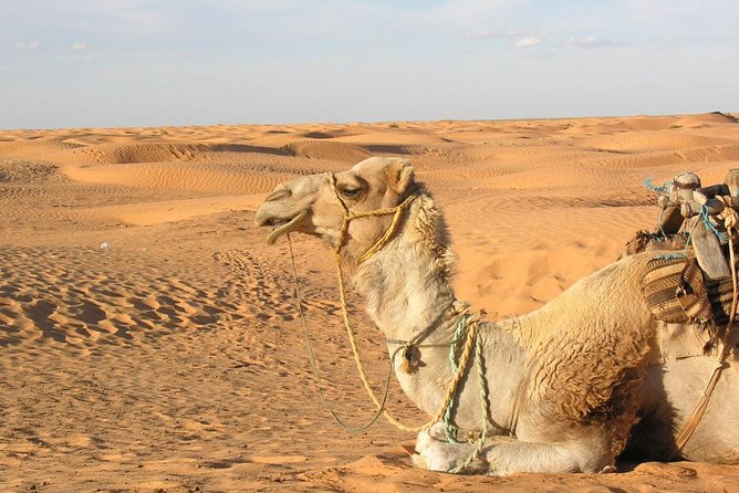 Door of the tunisian desert Ksar Ghilane and Matmata: Full one Day - Key points to know before you book