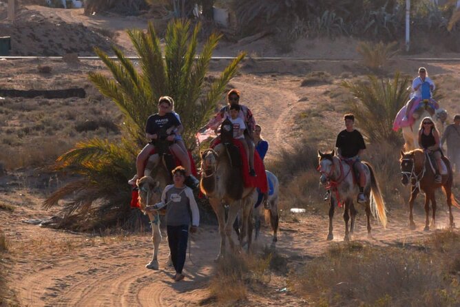 Explore Djerba by camel and horse - Who will enjoy this Djerba ride most?