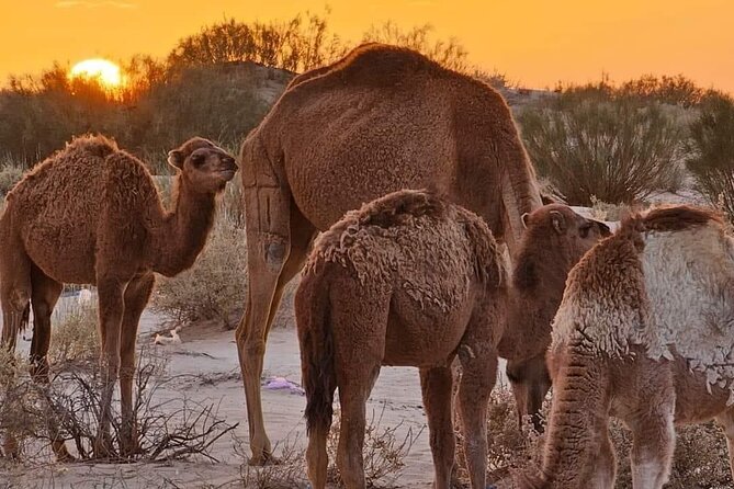 From Djerba: Explore the desert in a day - Why Ksar Ghilane makes the long day worthwhile