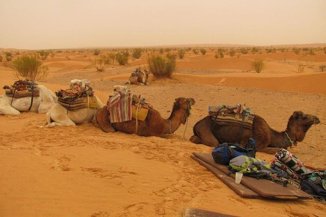 From Tozeur: 3-Day Desert Trip - Key points at a glance