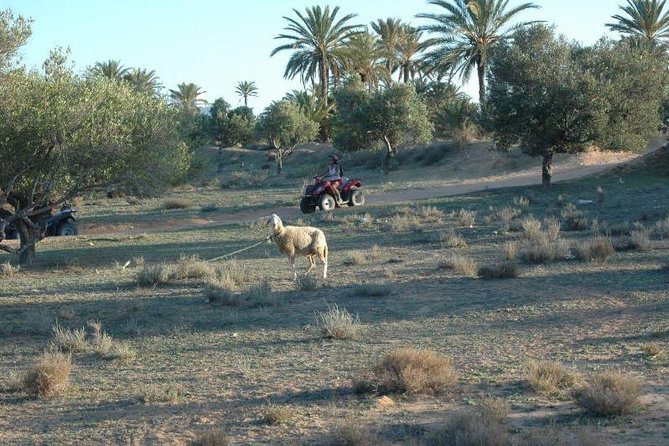 Great ride forest and blue lagoon in quad - Leaving the Hotel Zone for Rural Djerba