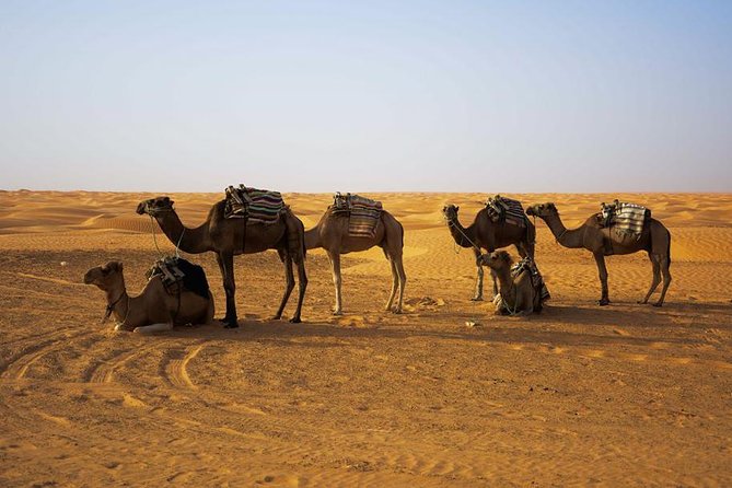 Ksar Ghilane 1 day: The hot spring and the homestay - How to Manage the Schedule