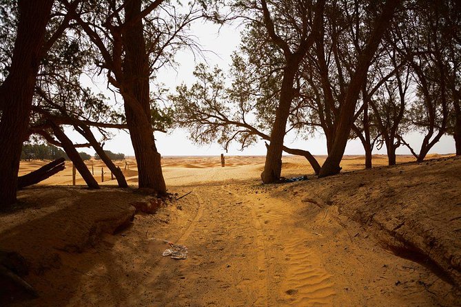 Ksar Ghilane 1 day: The hot spring and the homestay - Who Will Enjoy This Day Most