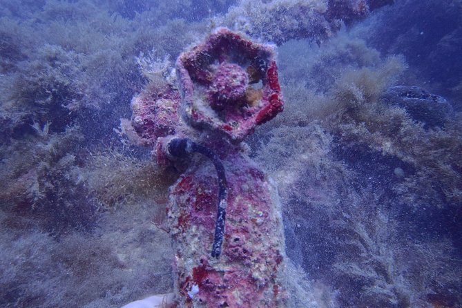 Octopus Rock Exploration - Certified Diver - Key points before you book