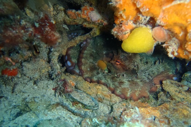 Octopus Rock Exploration - Certified Diver - Is $75.49 a fair price?