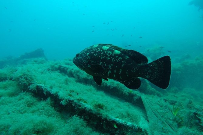 Octopus Rock Exploration - Certified Diver - The equipment check and briefing