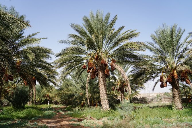 Private 3 Day Tour in Southern Tunisia or More - Day 3: Chebika and Tamerza