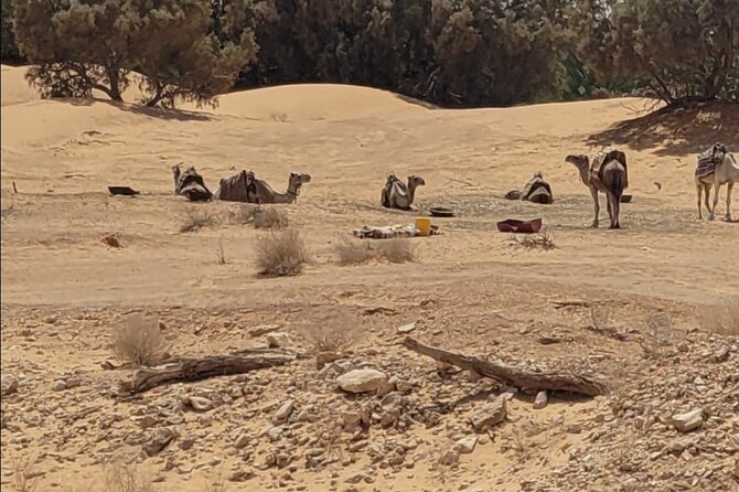 Private getaway in the desert like no other - Day two: Douz and the gates of the desert
