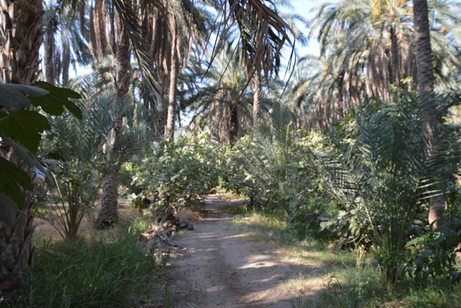 Tozeur and the mountain Oasis - From Djerba to the dry heart of Tunisia